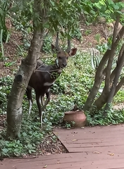 Tragelaphus sylvaticus sylvaticus