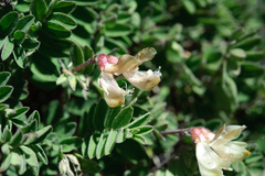 Astragalus nankotaizanensis