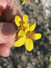 Bahiopsis chenopodina