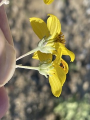 Bahiopsis chenopodina