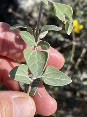 Bahiopsis chenopodina