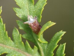 Rhopalomyia tanaceticola