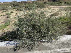 Bahiopsis chenopodina