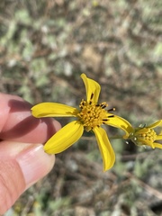 Bahiopsis chenopodina