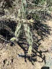 Cylindropuntia molesta molesta