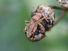 Stictopleurus abutilon
