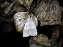 Hydrillodes lentalis