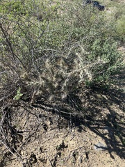Cylindropuntia molesta molesta