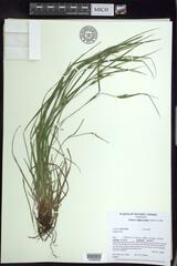Carex oligocarpa
