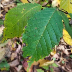 Ulmus
