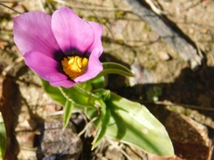 Eurystigma