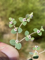 Euphorbia bartolomaei
