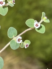 Euphorbia bartolomaei