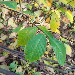 Ulmus