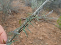 Asparagus kraussianus