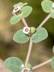 Euphorbia bartolomaei