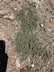 Euphorbia bartolomaei