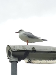 Chroicocephalus ridibundus