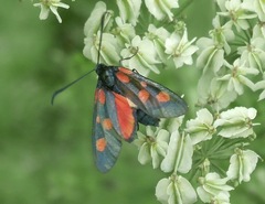 Zygaena viciae