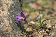 Romulea revelieri