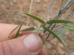 Asparagus kraussianus