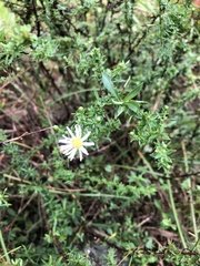Symphyotrichum dumosum