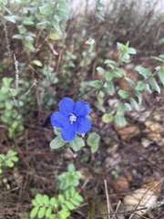 Evolvulus glomeratus