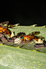 Tabanomorpha