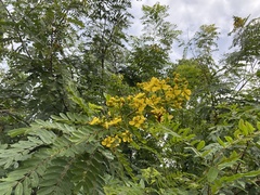 Senna siamea