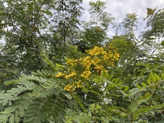 Senna siamea