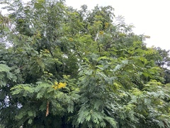 Senna siamea