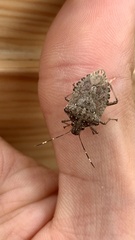 Halyomorpha halys