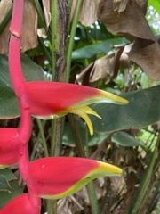 Heliconia rostrata image