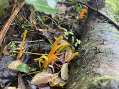 Clavulinopsis helvola