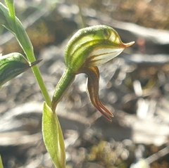 Pterostylis pusilla