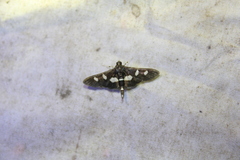 Desmia funeralis