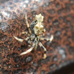 Cyclosa octotuberculata