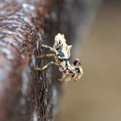 Cyclosa octotuberculata