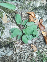 Hieracium murorum