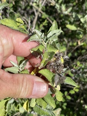 Ambrosia chenopodiifolia