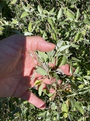 Ambrosia chenopodiifolia