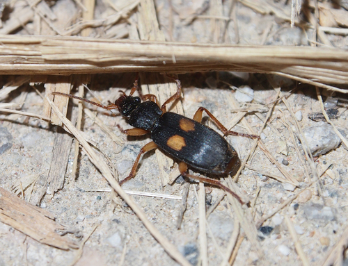 Macrocheilus vitalisi