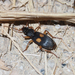 Flat-horned Ground Beetles - Photo (c) Sunnetchan, some rights reserved (CC BY-NC-ND), uploaded by Sunnetchan