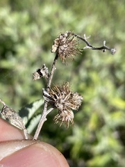 Ambrosia chenopodiifolia