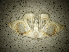 Macrauzata maxima maxima