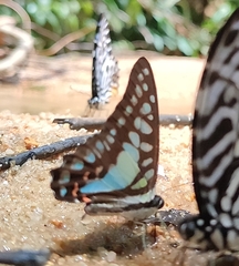 Graphium evemon