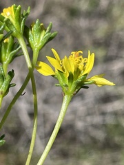 Encelia stenophylla