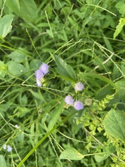Praxelis clematidea