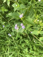Praxelis clematidea