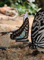Graphium evemon